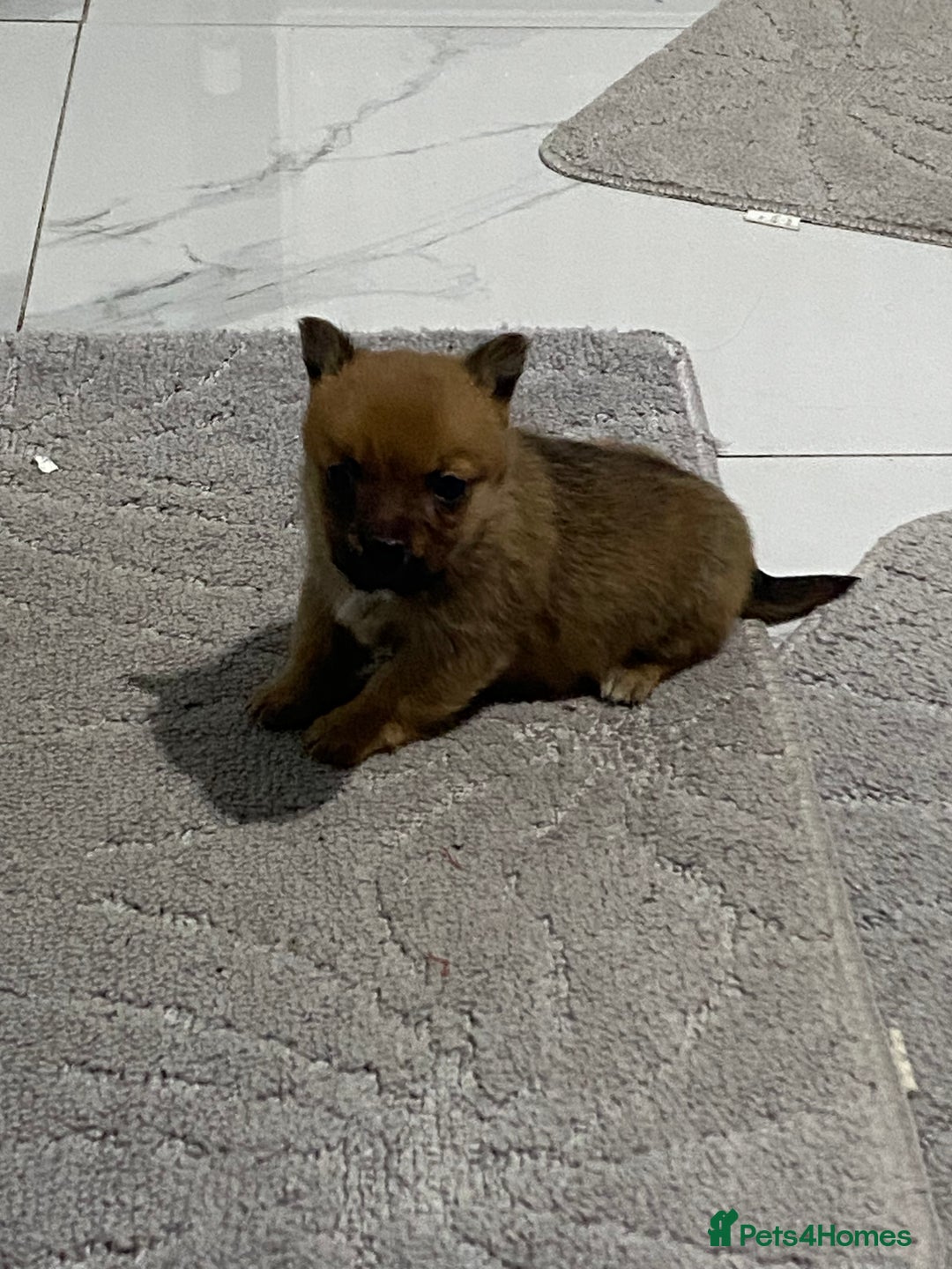 Chihuahua dogs for sale: 3 beautiful chihuahua puppies  - Advert 22