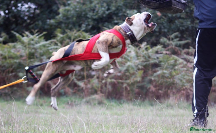 Alapaha Blue Blood Bulldog dogs EXCEPTIONAL FEMALE PUP . 5 ***** - Advert 3