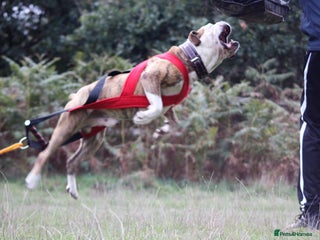 Alapaha Blue Blood Bulldog dogs EXCEPTIONAL FEMALE PUP . 5 ***** - Advert 3