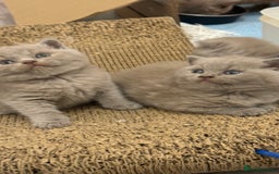 British Shorthair cats for sale: Price reduced Reg gccf Liliac BSH two female  - Image 11