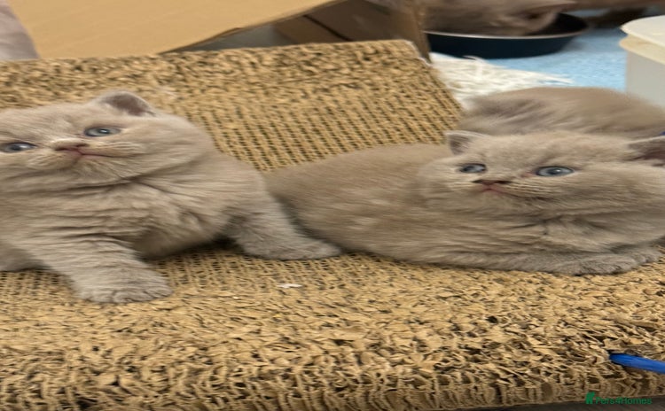 British Shorthair cats - Advert 4