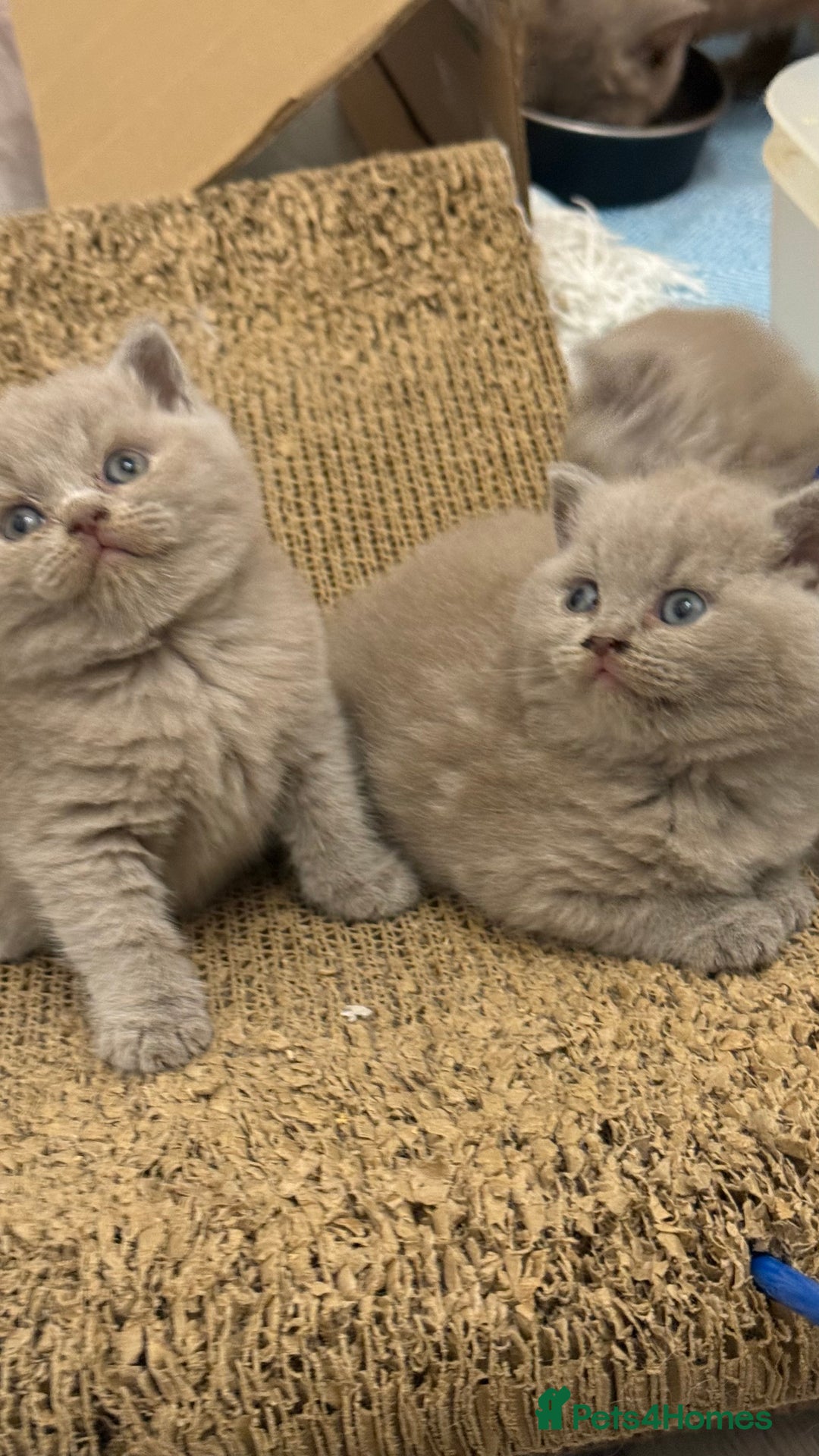 British Shorthair cats for sale: Price reduced Reg gccf Liliac BSH two female  - Image 11