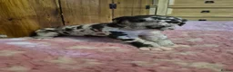 Great Dane dogs for sale: Beautiful KC Registered Great Danes Puppies - Advert 8