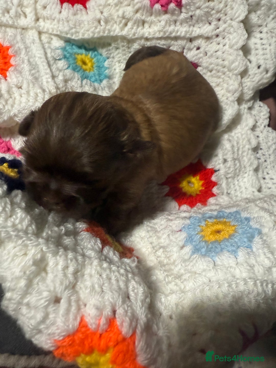 Shih Tzu dogs for sale: Super cute Shih tzu pups - Advert 22