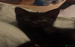 Domestic Shorthair cats for sale: British Shorthair x Black Domestic  - Image 8