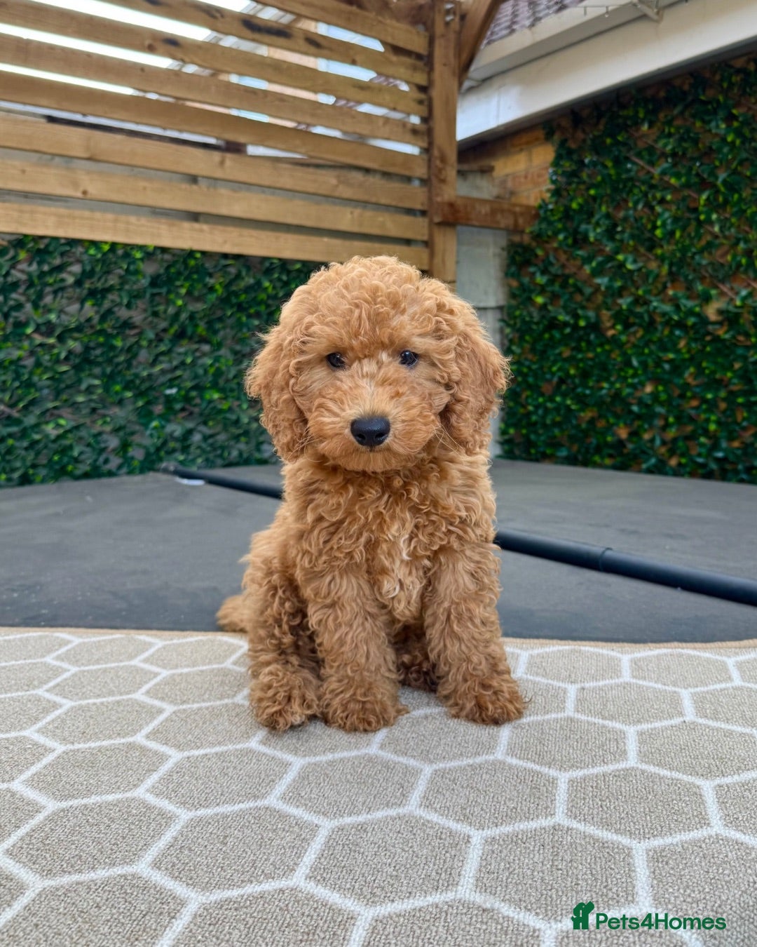 Poochon dogs GORGEOUS BOY LEFT - DNA & health tested - Advert 1