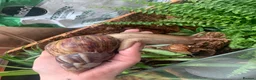 Snails invertebrates for sale: Giant African Land snails for sale  - Advert 4