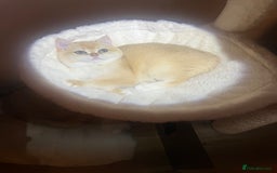 British Shorthair cats for sale: 💕Rare Show Quality Golden BRI ny12 Girl 💕 - Image 3