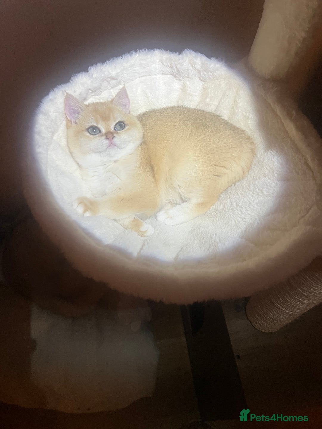 British Shorthair cats for sale: 💕Rare Show Quality Golden BRI ny12 Girl 💕 - Image 3