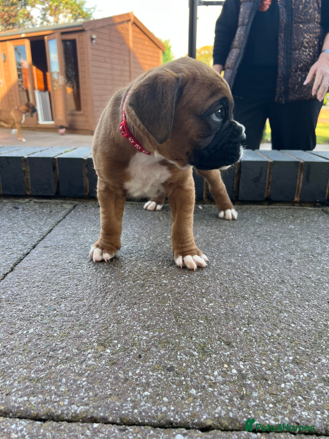 Boxer dogs for sale: KC registered boxer puppies  - Image 6