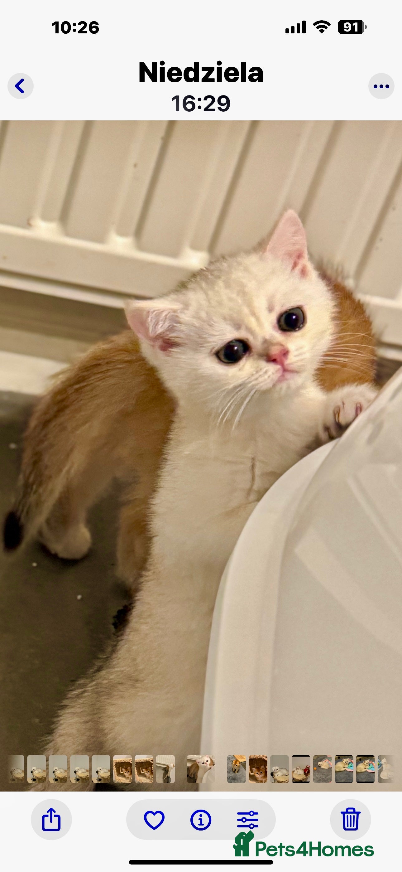 Scottish Fold cats Scottish purebred Fold and Straight kittens - Advert 7