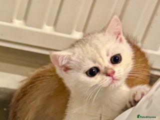 Scottish Fold cats Scottish purebred Fold and Straight kittens - Advert 3