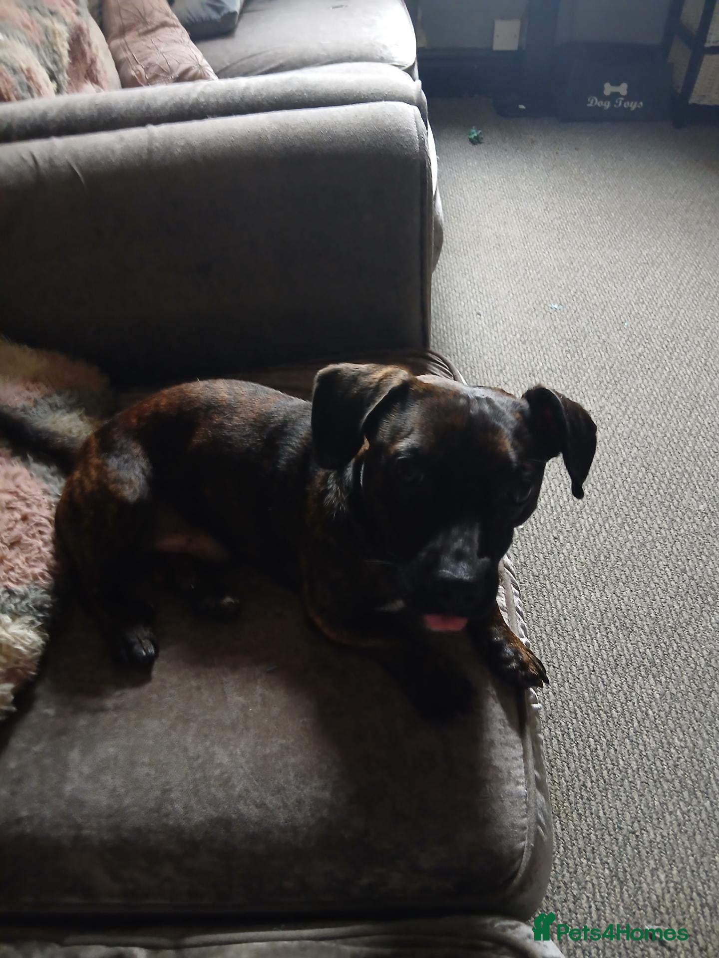 Mixed Breed dogs Looking for new home  - Advert 4