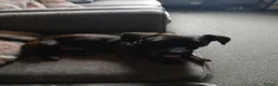 Mixed Breed dogs for sale: Looking for new home  in Blackpool - Advert 1
