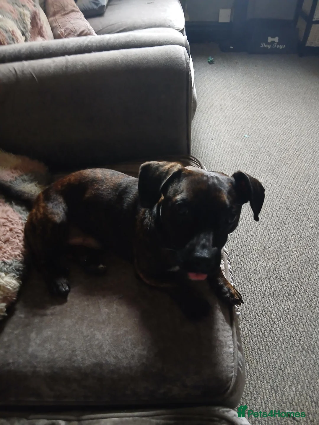 Mixed Breed dogs for sale: Looking for new home  in Blackpool - Advert 1