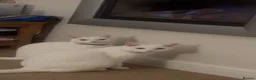 Turkish Angora cats for sale: 2 white cats - Advert 3