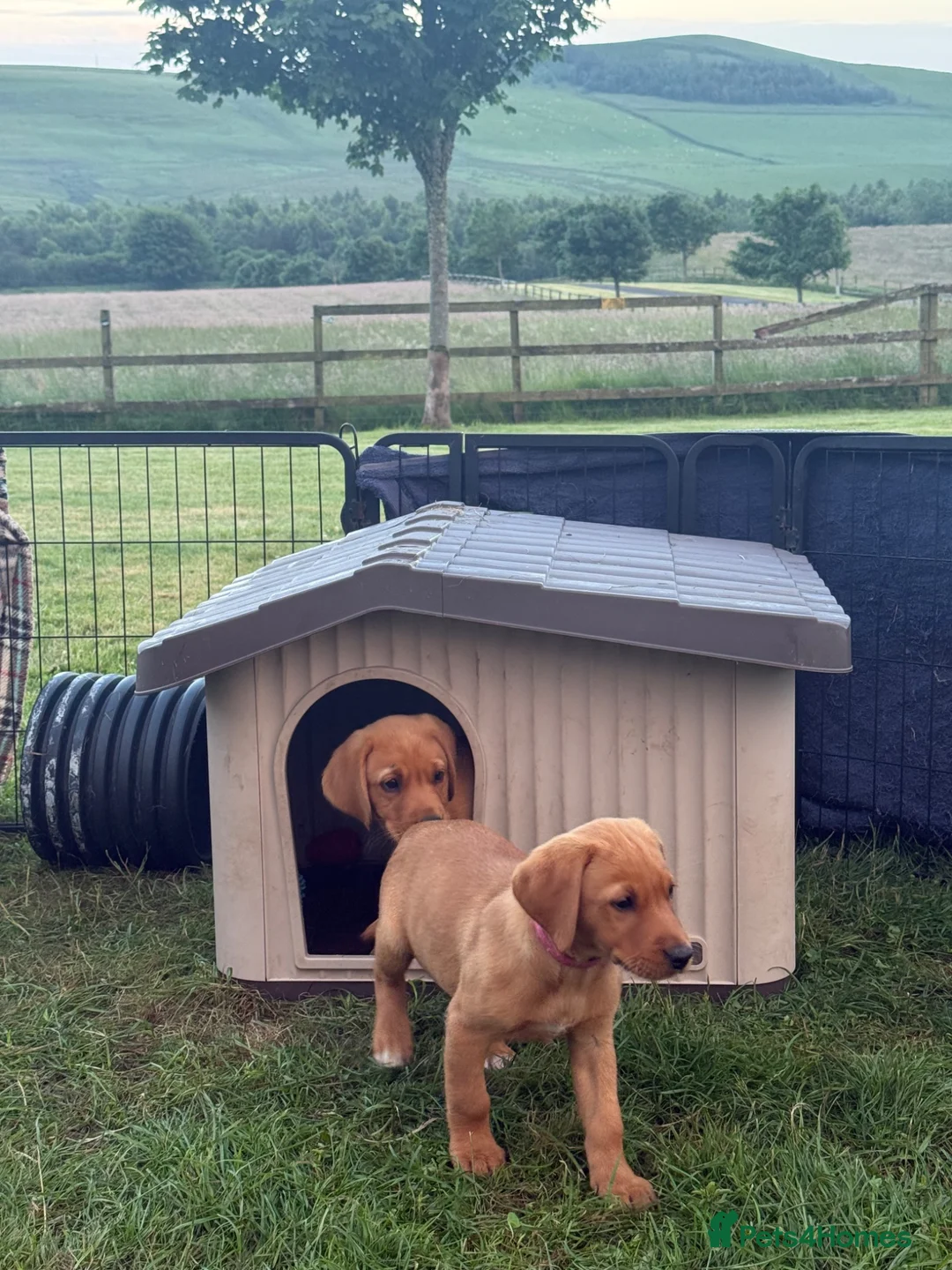 Labrador Retriever dogs for sale: *Ready Now* Labrador Puppies For Sale  - Advert 2