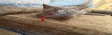 Maine Coon Kitten 3