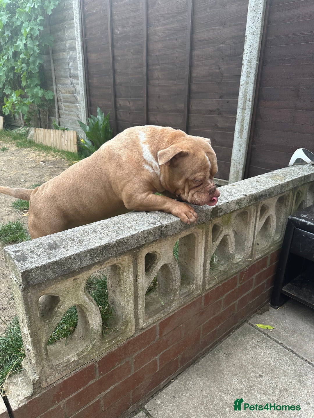 American Bully dogs for sale: ABKC REGISTERED Pocket Exotic/Extreme Bully PUPS! - Image 5