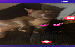 American Bully dogs for sale: Micro Exotic / pocket bully’s  - Image 12