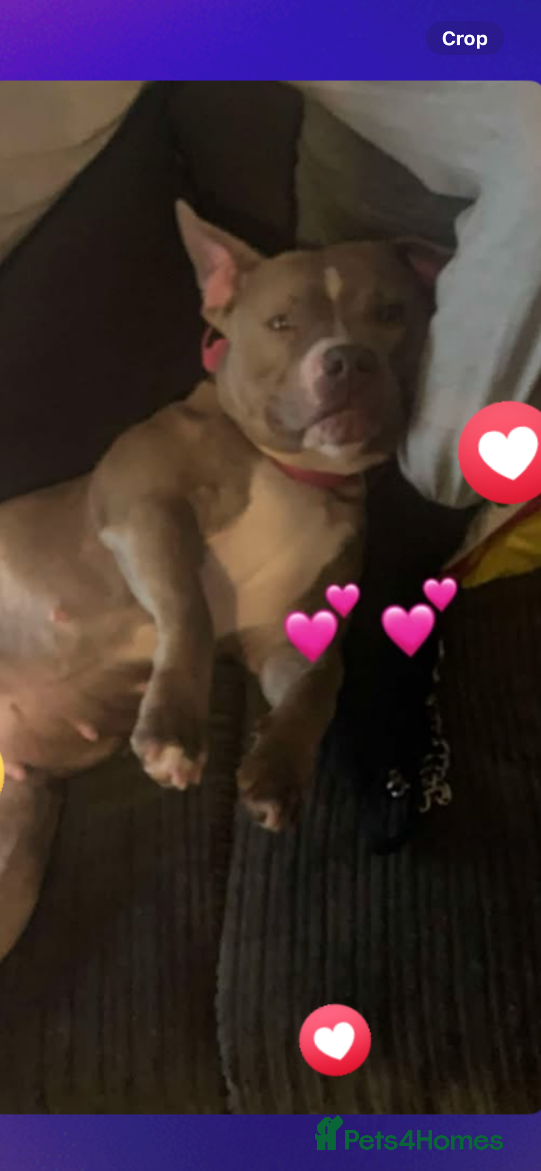 American Bully dogs for sale: Micro Exotic / pocket bully’s  - Image 12