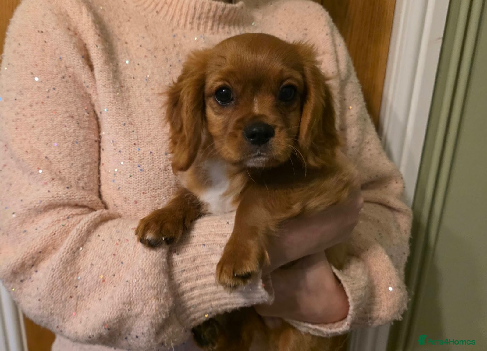 Cavalier King Charles Spaniel dogs Health tested and KC Registered  - Advert 1