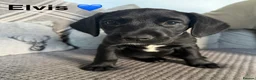 Mixed Breed dogs for sale: Labrador Puppies - Advert 9