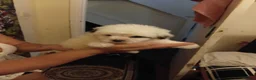 Bichon Frise dogs for sale: Bischon frize - Advert 19