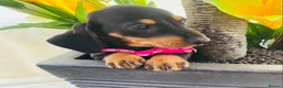 Miniature Dachshund dogs for sale: STUNNING Miniature Dachshund Puppies!!! - Advert 14