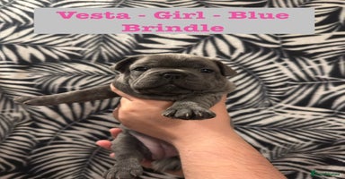 French Bulldog dogs - Advert 16