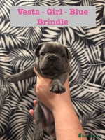 French Bulldog dogs - Advert 13