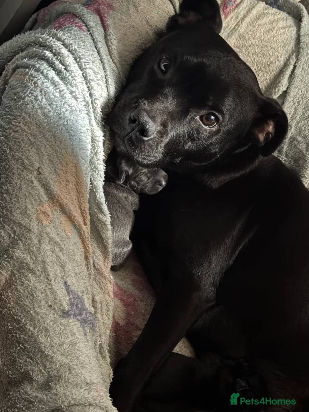Staffordshire Bull Terrier dogs for sale: Staffie puppies  - Advert 14