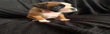 Boxer Puppy 8