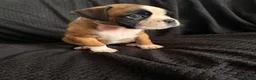 Boxer dogs for sale: Outstanding quality puppies - best pedigree - Advert 7