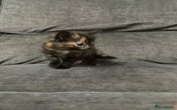 Mixed Breed cats for sale: Mixed kittens ready to go early december - Image 13