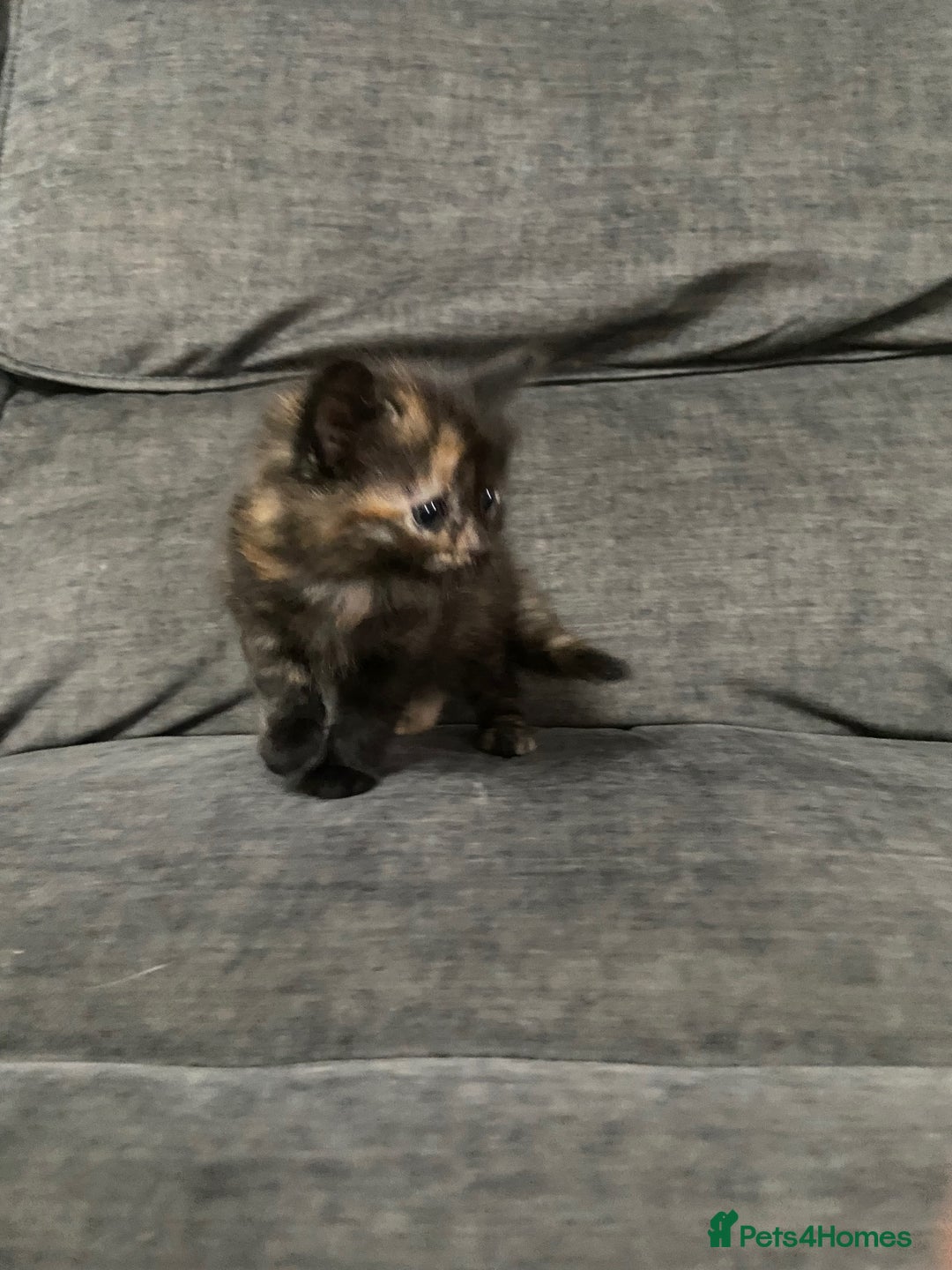 Mixed Breed cats for sale: Mixed kittens ready to go early december - Image 13