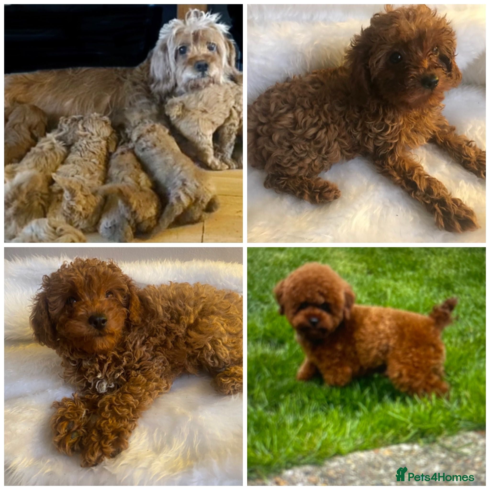 Cavapoo dogs Cavapoo x AsianPoodle DNA,BVA,HEART CLEAR - Advert 5