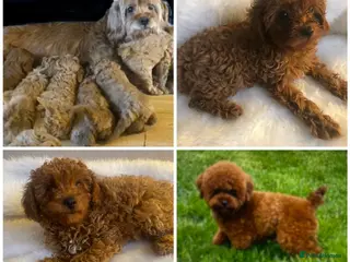 Cavapoo dogs Cavapoo x AsianPoodle DNA,BVA,HEART CLEAR - Advert 2