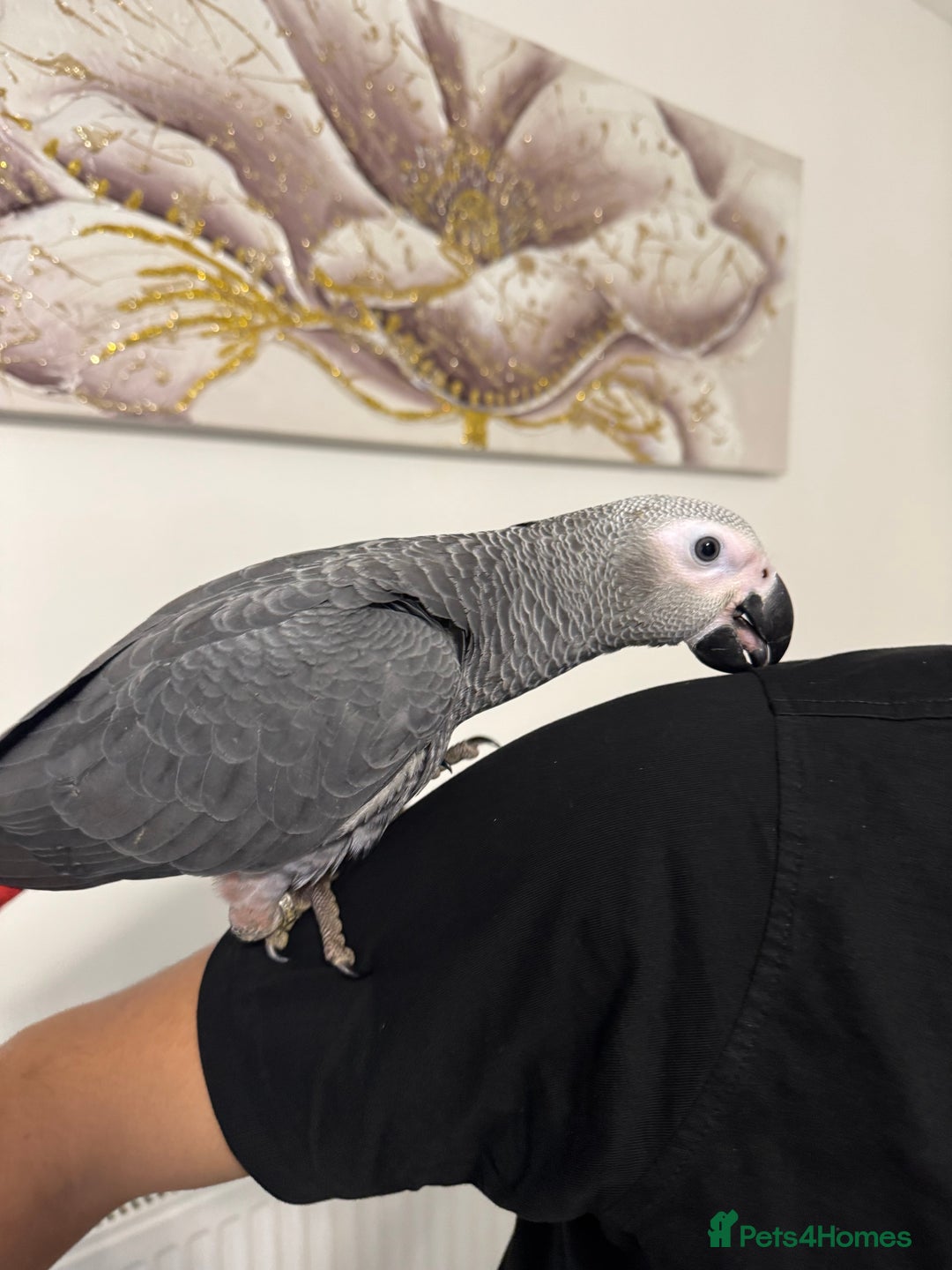 Parrots birds for sale: Hand reared  fully tame baby  African grey parrot  - Advert 6