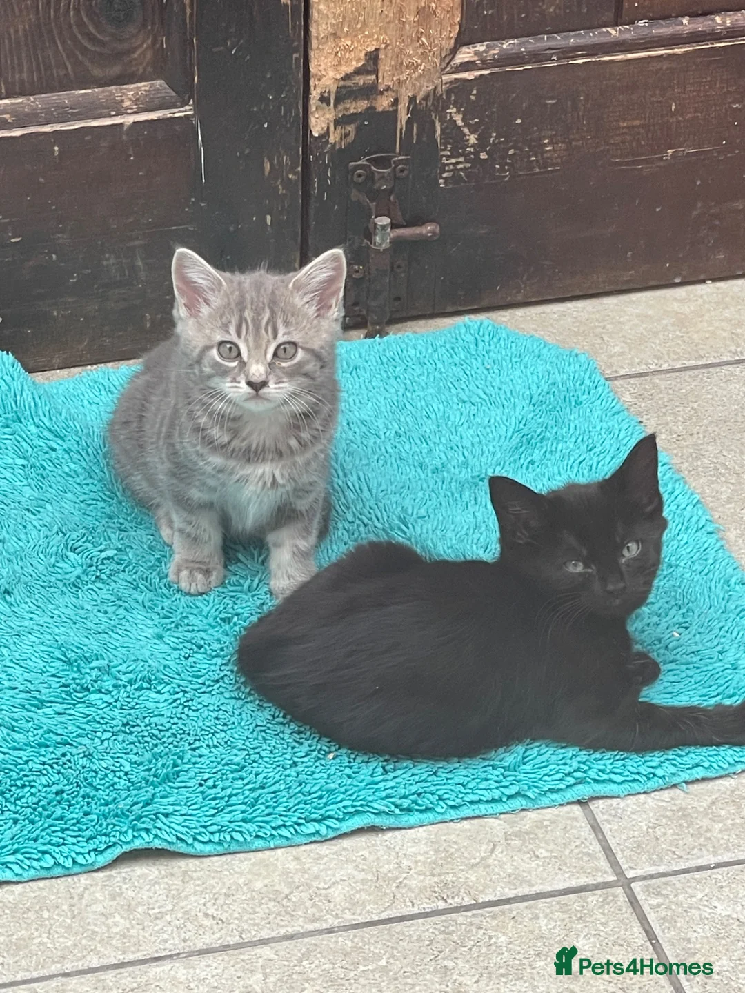 Mixed Breed cats for sale: Adorable kittens  - Advert 1