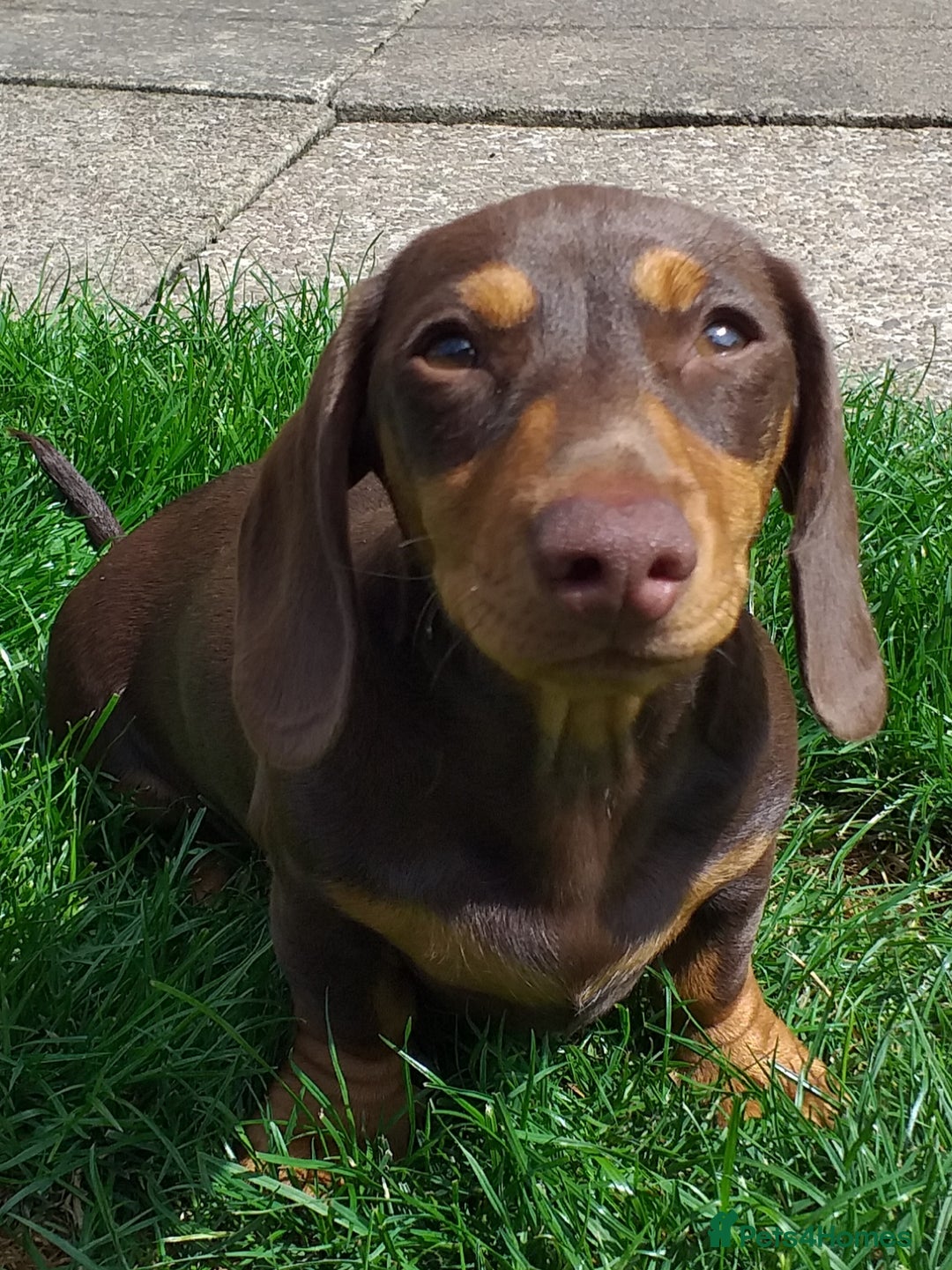 Dachshund dogs for sale: Quality miniture dachshund forSale Ready now  - Image 7