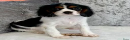 Cavalier King Charles Spaniel dogs for sale: Stunning KC registered tri girls - Advert 5