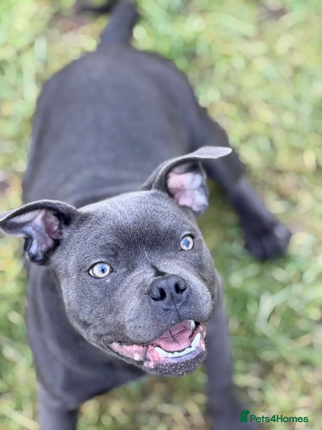 Staffordshire Bull Terrier dogs for sale: Scuba_staffies waiting list open. Valglo x bronson - Advert 6