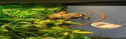 Chameleon reptiles for sale: Male Veiled chameleon  in Rotherham - Advert 3