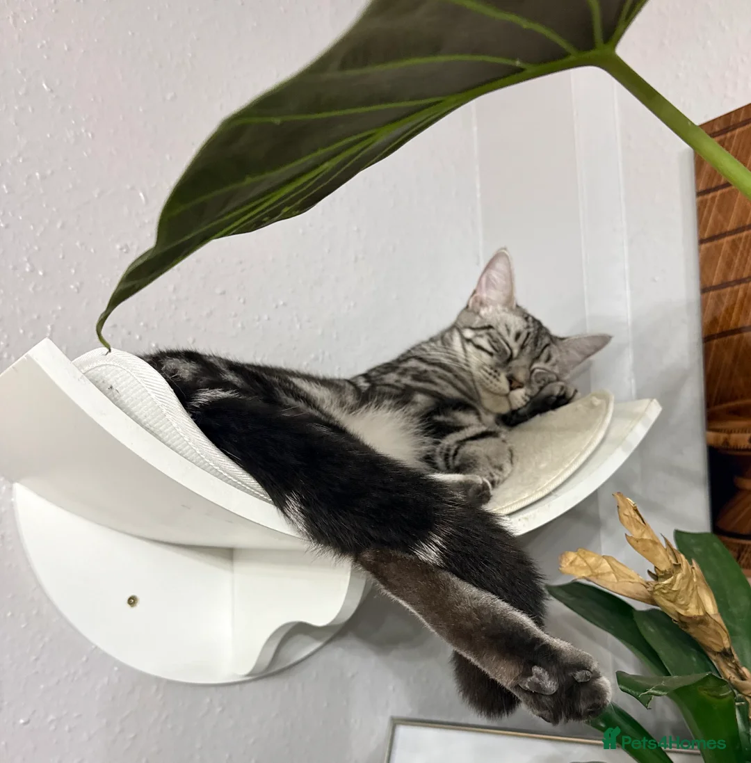 Maine Coon cats for sale: Last 2 kittens available  - Advert 18