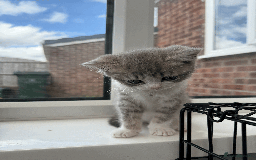 British Shorthair cats for sale: 4 british short Haired kittens for sale  - Image 6