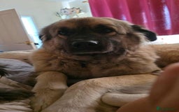 Mixed Breed dogs for adoption: TEDDY - Romanian Carpathian Shepherd Dog - Image 9