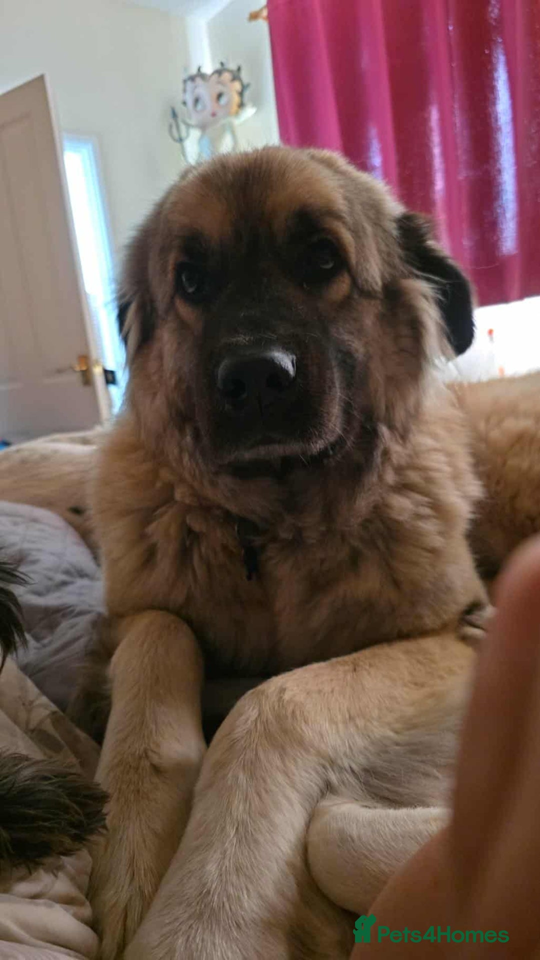 Mixed Breed dogs for adoption: TEDDY - Romanian Carpathian Shepherd Dog - Image 9