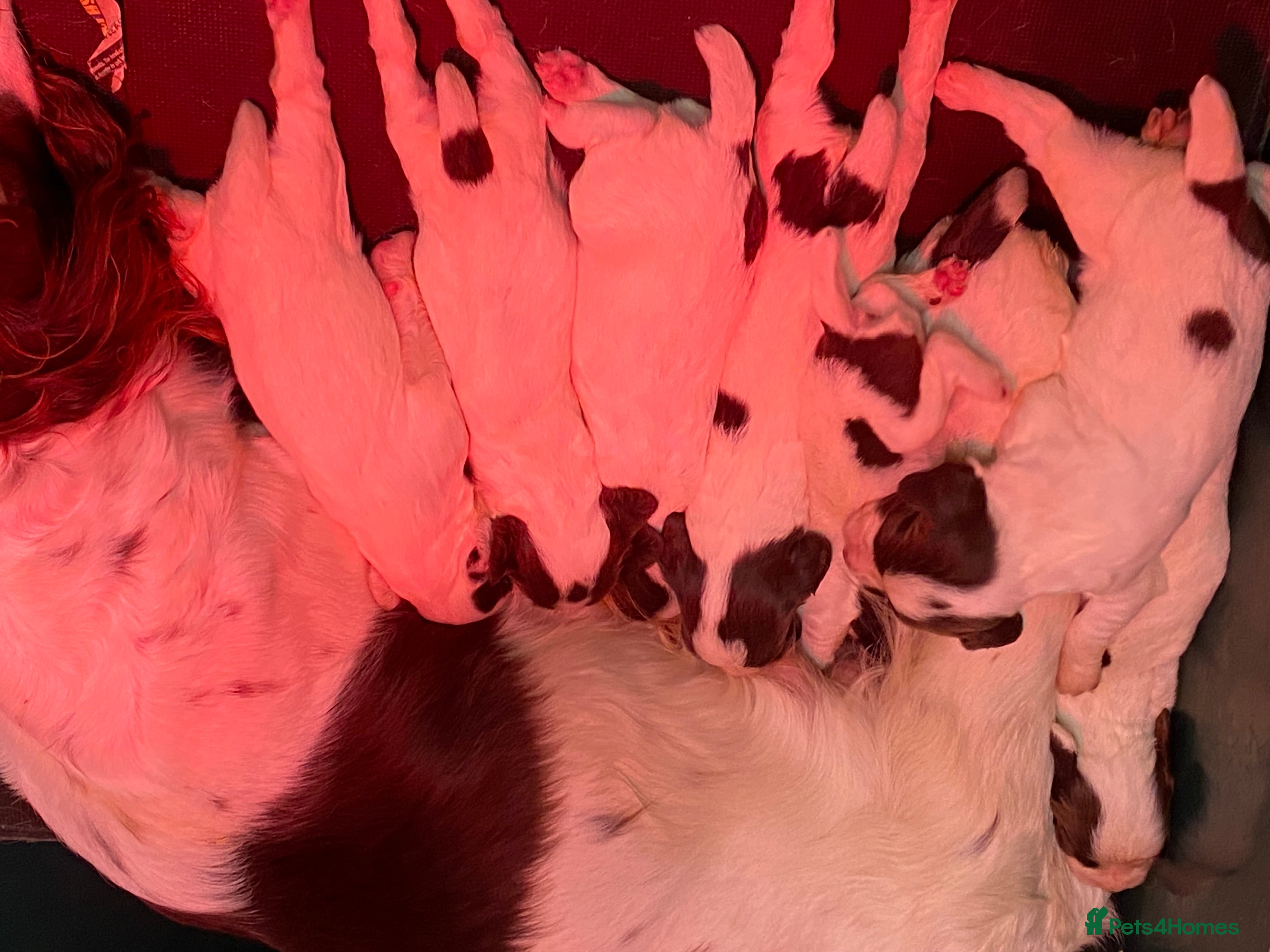 English Springer Spaniel dogs SPRINGER SPANIEL PUPPIES - Advert 18