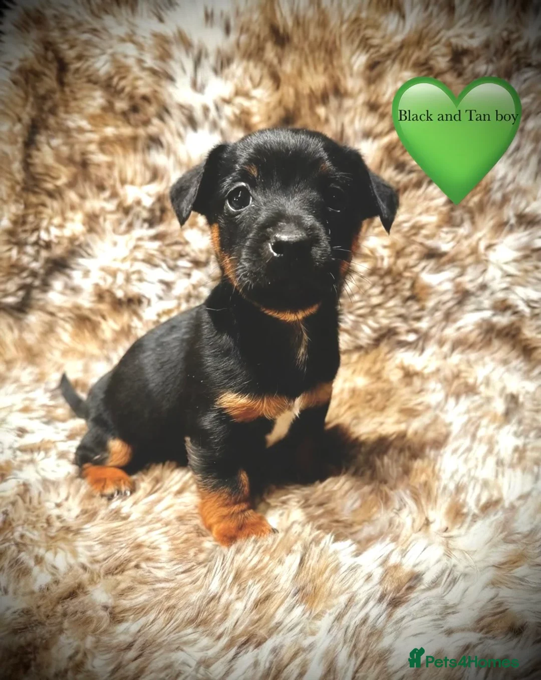 Jack Russell dogs for sale: Beautiful traditional and Merle jack Russels  - Advert 11